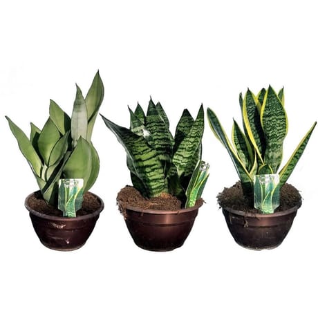 Sanseveria coupe 20 cm couleur bronze ou blanche touffe