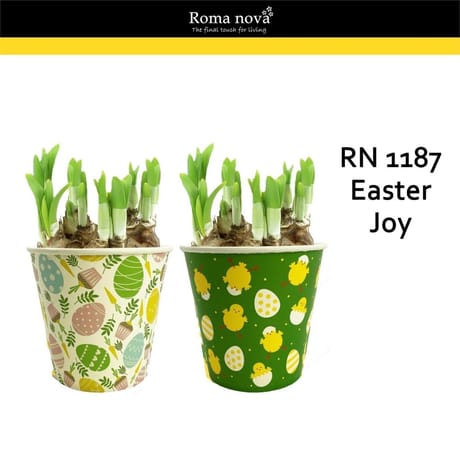 Jonquilles tete a tete p12 couvre pot