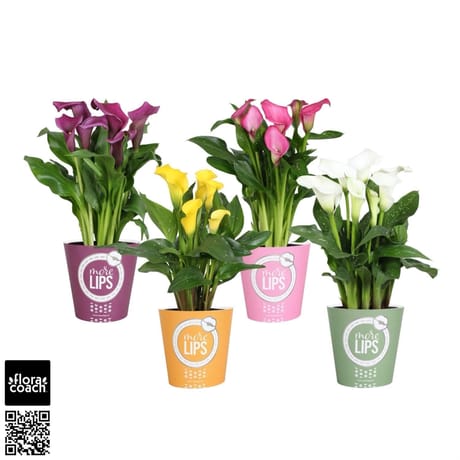 Zantedeschia couvre pot morelips