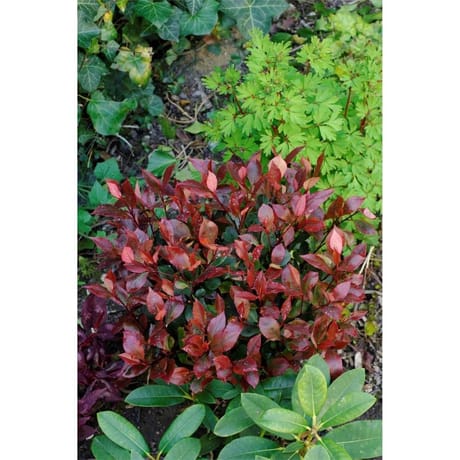 Photinia fraseri little red robin c4/c4,5