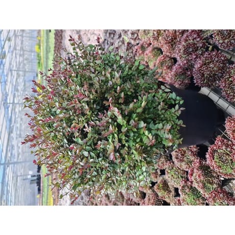 Lonicera nitida garden clouds c4/c4,5