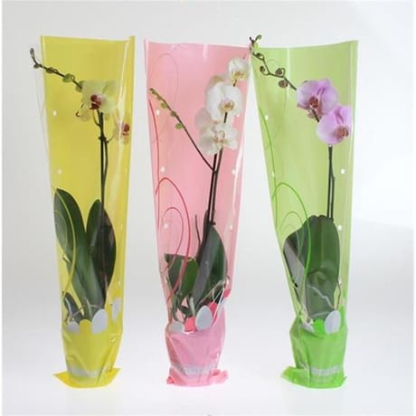 Phalaenopsis 1 tige dans housse colorée