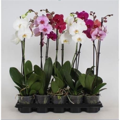 Phalaenopsis 1 tige pot de 12 cm hauteur 55/75cm