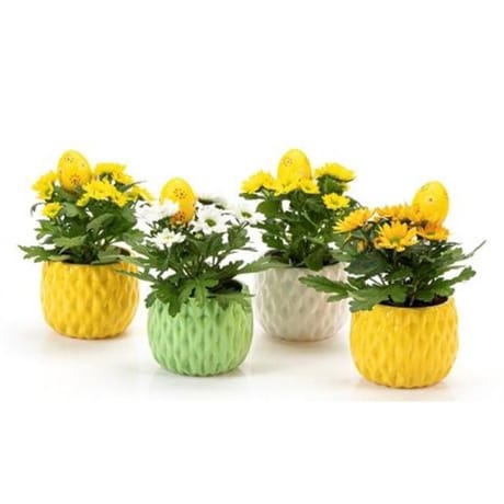 Chrysanthème pot décor
