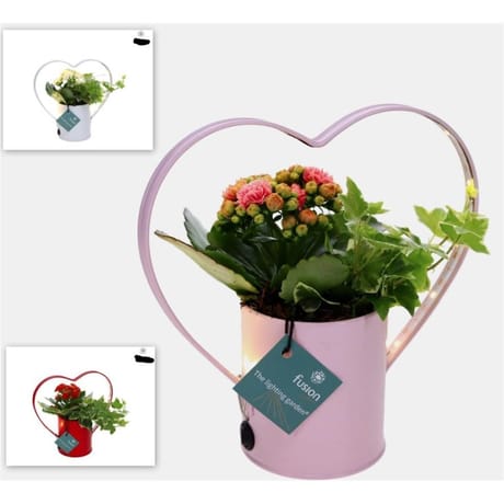 Kalanchoé dans un pot en zinc