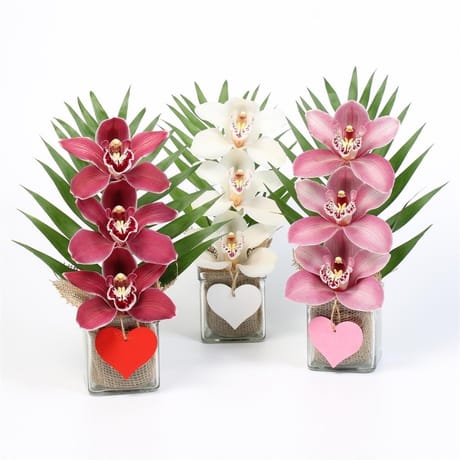 Cymbidium verre 3 fleurons
