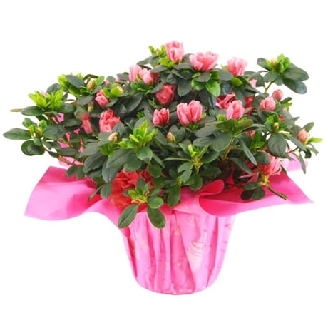 Azalée pot 14 fleuriste