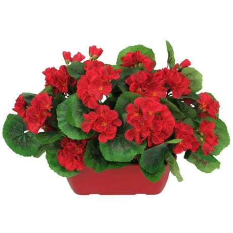 Anthemis artificiel géranium x2 en coupe rouge crème