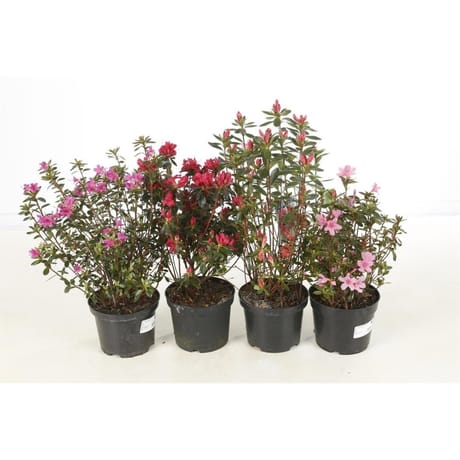 Azalea japonica c2l