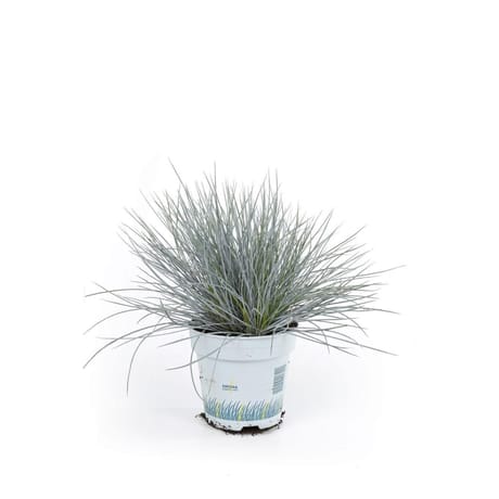 Festuca glauca compact blue p10.5