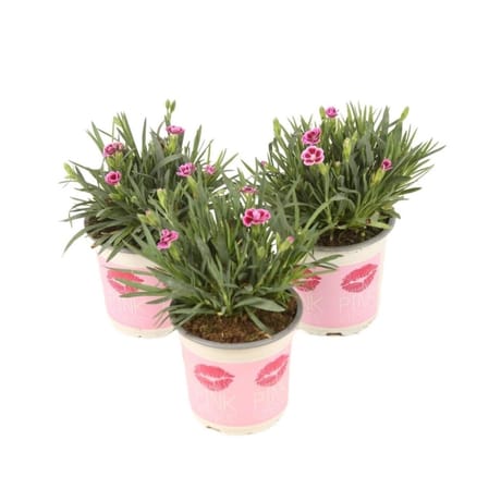 Dianthus pink kisses P10.5