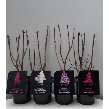 Syringa vulgaris mix C 2L 30/40 3/4 branches