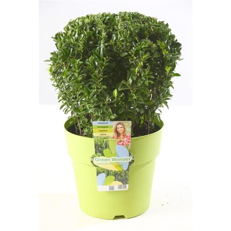 Euonymus Green Wonder boule C 5L  25/+