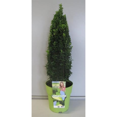 Euonymus Green Wonder pyramide C 5L  40/+