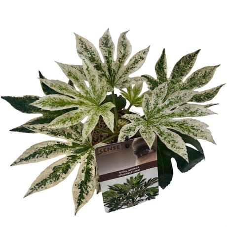 Fatsia Spiderweb p17