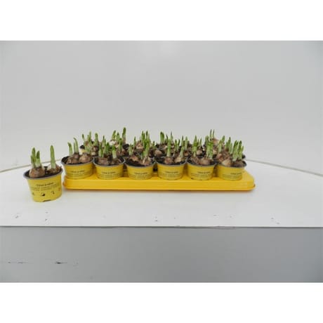 Narcis tête à tête P9