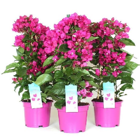 Bougainvillea vera deep purple mix pyramide p17 60/+ cm