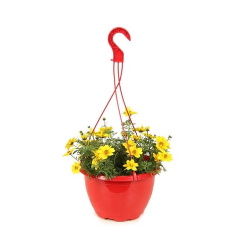 Bidens pot suspension 25 cm