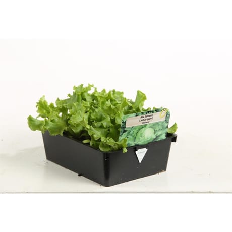 Salade batavia vert barq de 12