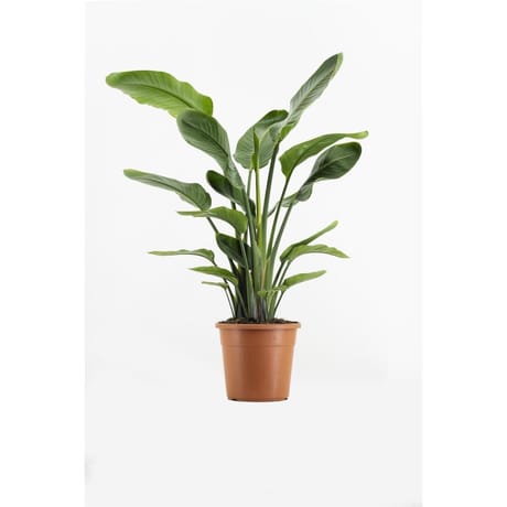 Strelitzia  HT180 cm C18L