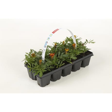 Tagetes clayette de 10