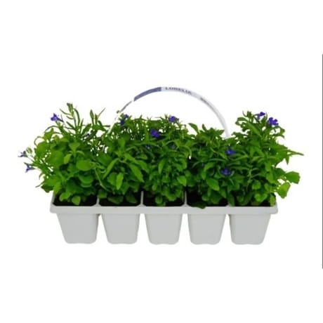 Lobelia barquette de 10