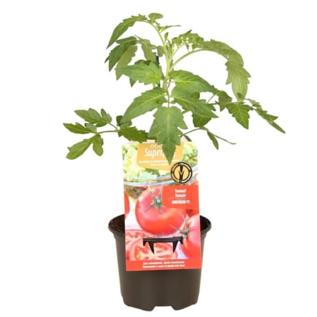 Tomate fantasio P13
