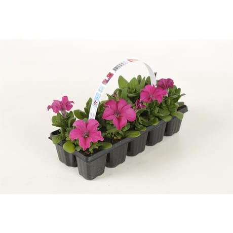 Petunia clayette de 10