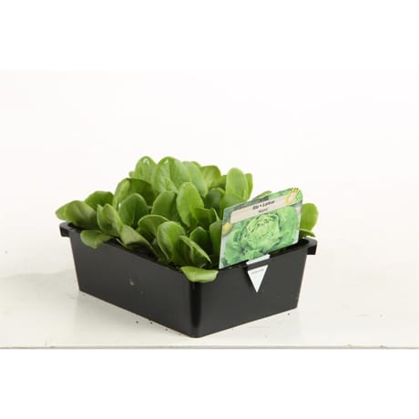 Salade appia barq de 12