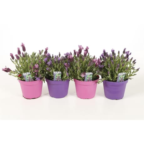 Lavande stoechas P14 pot coloré