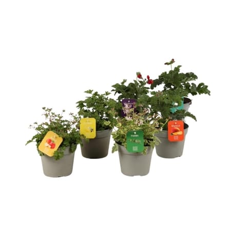 Geranium odorant mix p15