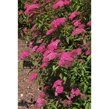 Spiraea C4.L RC