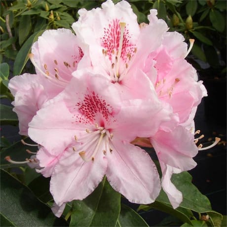 Rhododendron C.15L