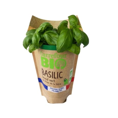 BASILIC GRANDE FEUILLE POT CARREFOUR BIO