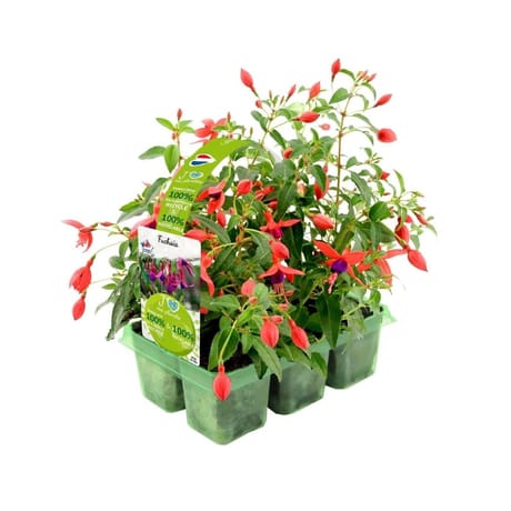 Fuchsia pack 6 plants pet thermo