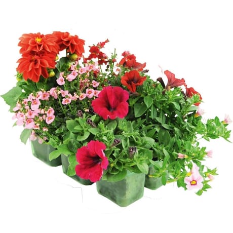 Mélanges espèces soleil  pack 6 pet thermo