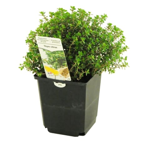Thym citron pot 1 litre