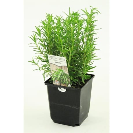 Romarin pot 1 litre