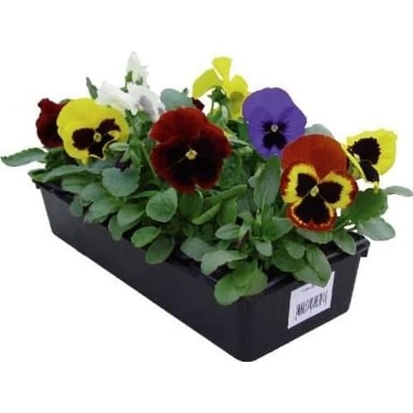 Pensée barquette de 10 plantes godets de 7cm