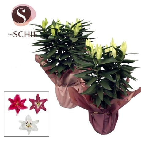 Lys oriental p19 cm en collerette