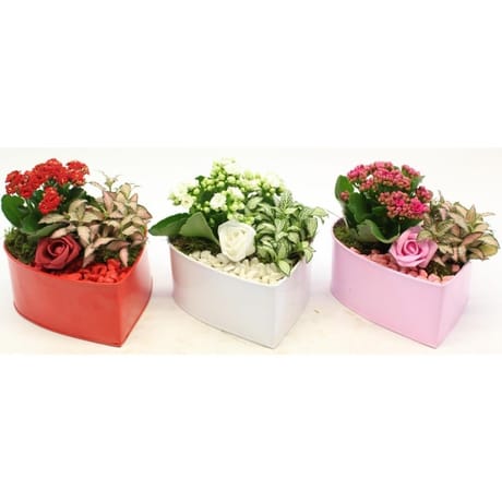 Composition 2 plantes en zinc coeur