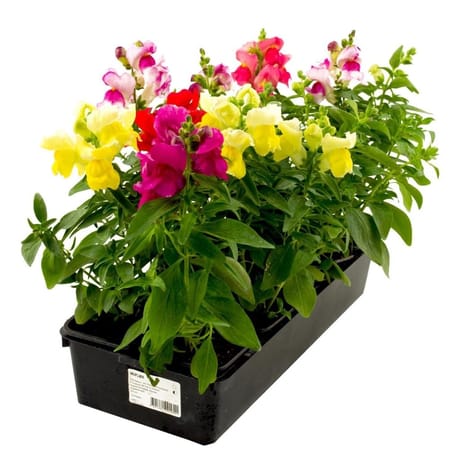 Muflier barquette de 10 plants godet 7cm