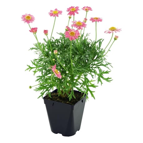 Anthemis pot de 0.5L
