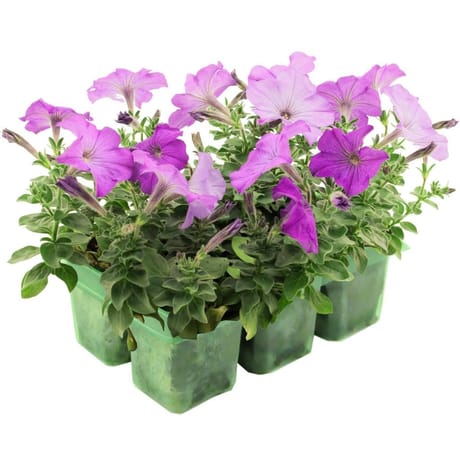 Petunia retombant pack de 6 thermo pet