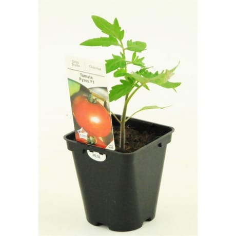 Tomate pyros pot 0.5l