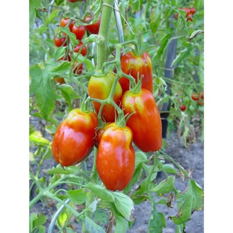 Tomate andine cornue des Andes barquette 6 plants