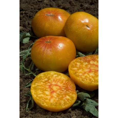 Tomate ananas barquette 6 plants