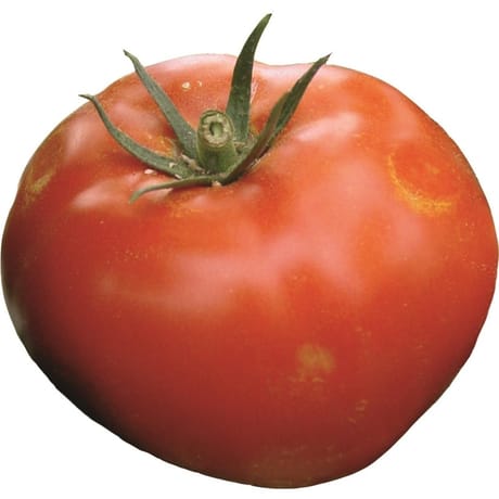 Tomate cobra barquette 6 plants