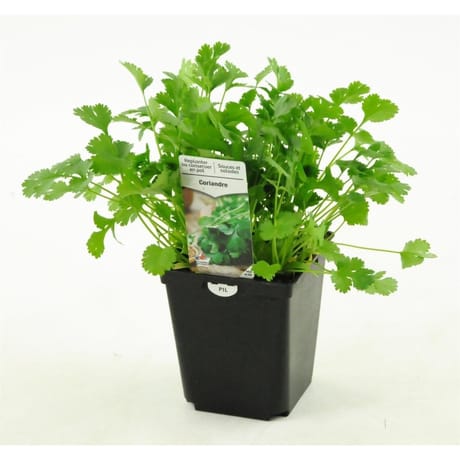Coriandre pot 1L