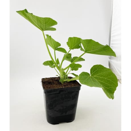 Potiron rouge vif d'étampes bio pot 3L